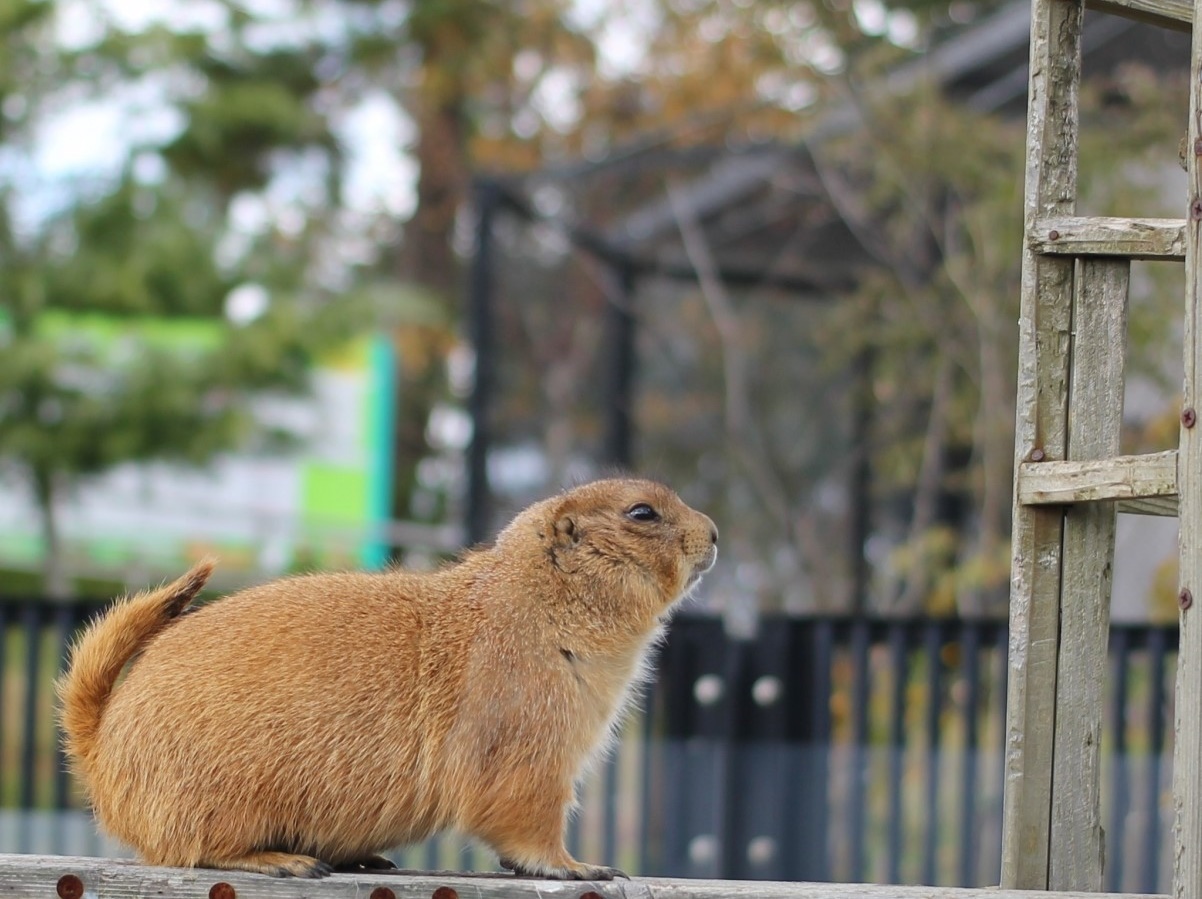 Portal-Japan 日本全国(47都道府県、1790市区町村)の総合ポータルサイト「ポータルジャパン」「ひるなび」「ポータルサイト」「全国版情報ポータルサイト」「hirunabi」 秋田県