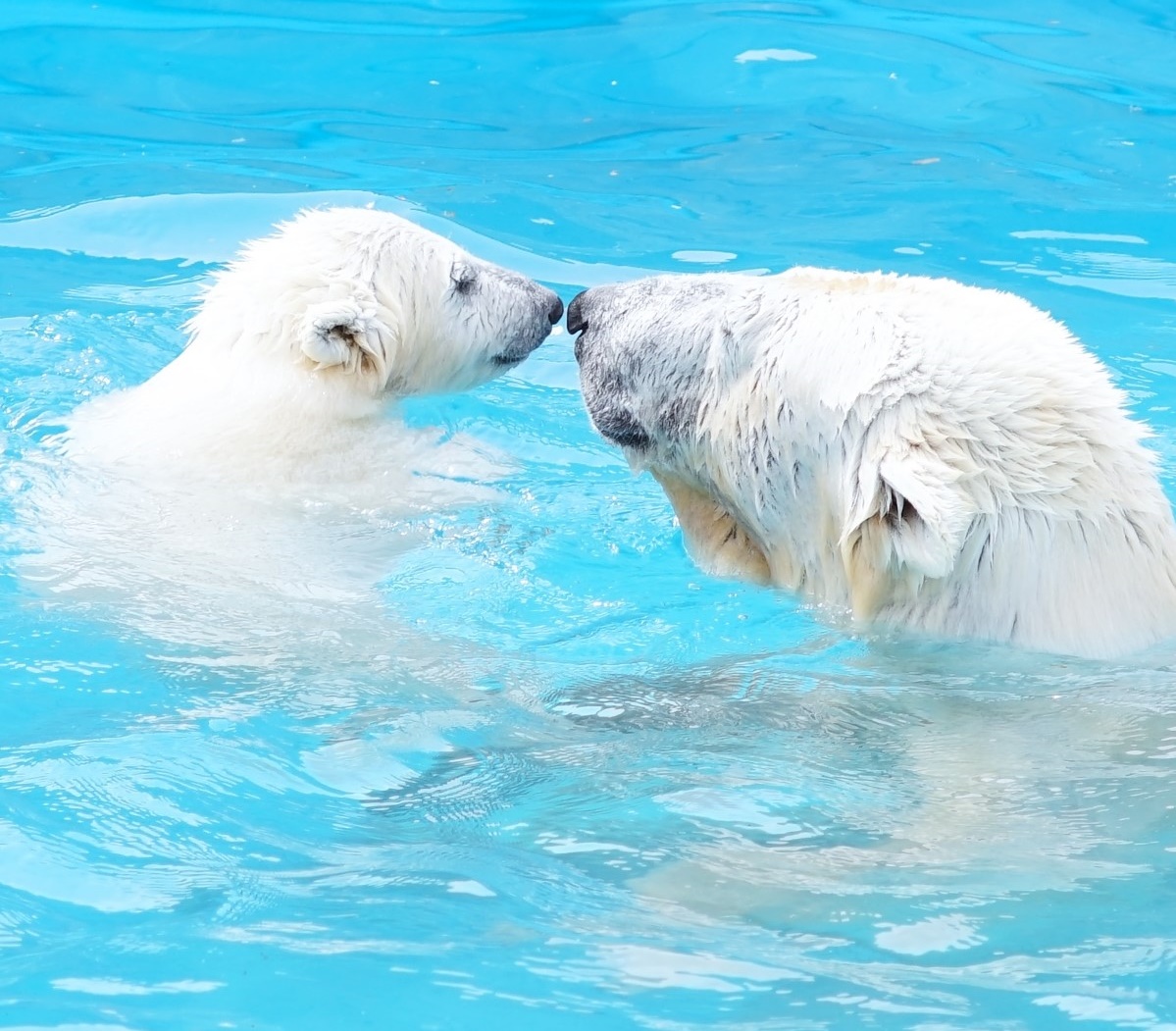 Portal-Japan 日本全国(47都道府県、1790市区町村)の総合ポータルサイト「ポータルジャパン」「ひるなび」「ポータルサイト」「全国版情報ポータルサイト」「hirunabi」 北海道