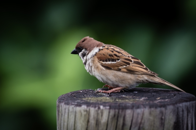 Portal-Japan 日本全国(47都道府県、1790市区町村)の総合ポータルサイト「ポータルジャパン」「ひるなび」「ポータルサイト」「全国版情報ポータルサイト」「hirunabi」 神奈川県