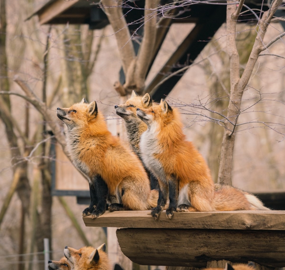 Portal-Japan 日本全国(47都道府県、1790市区町村)の総合ポータルサイト「ポータルジャパン」「ひるなび」「ポータルサイト」「全国版情報ポータルサイト」「hirunabi」 宮城県白石市