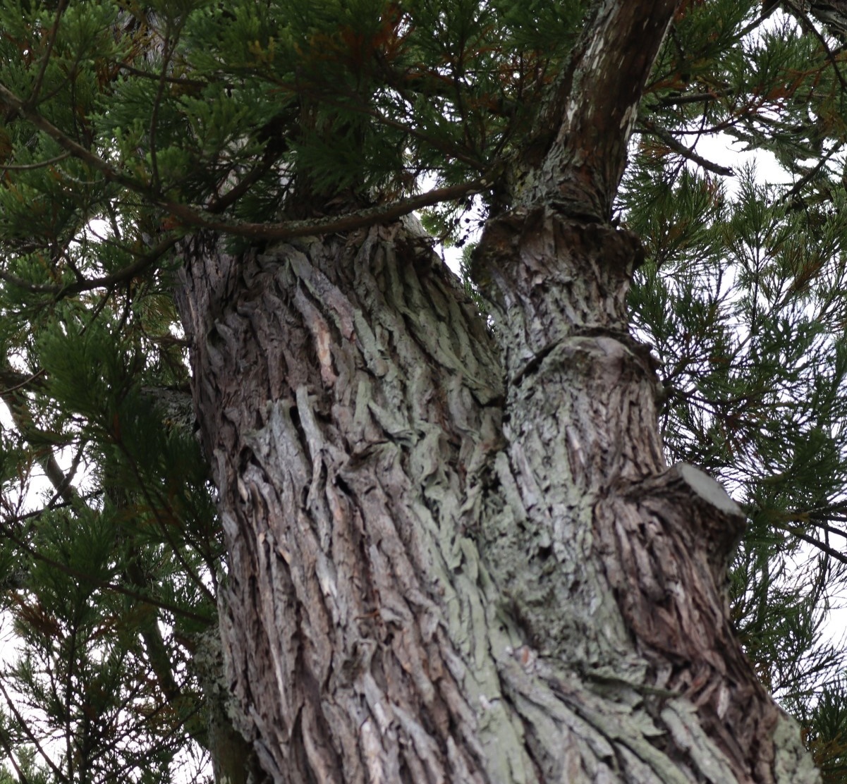 Portal-Japan 日本全国(47都道府県、1790市区町村)の総合ポータルサイト「ポータルジャパン」「ひるなび」「ポータルサイト」「全国版情報ポータルサイト」「hirunabi」 宮城県宮城郡松島町