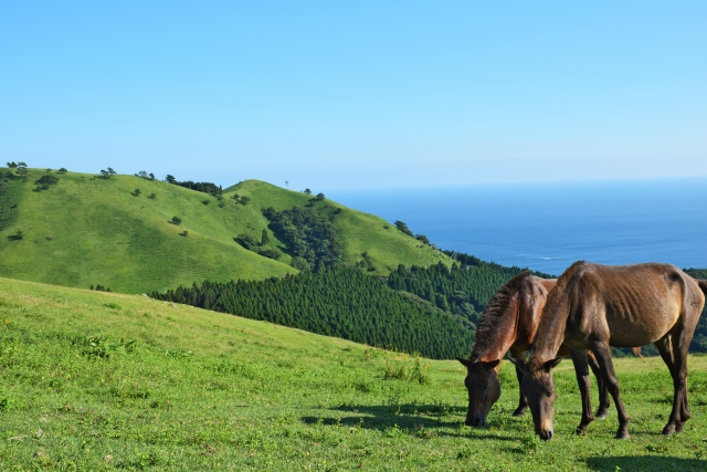 Portal-Japan 日本全国(47都道府県、1790市区町村)の総合ポータルサイト「ポータルジャパン」「ひるなび」「ポータルサイト」「全国版情報ポータルサイト」「hirunabi」 宮崎県
