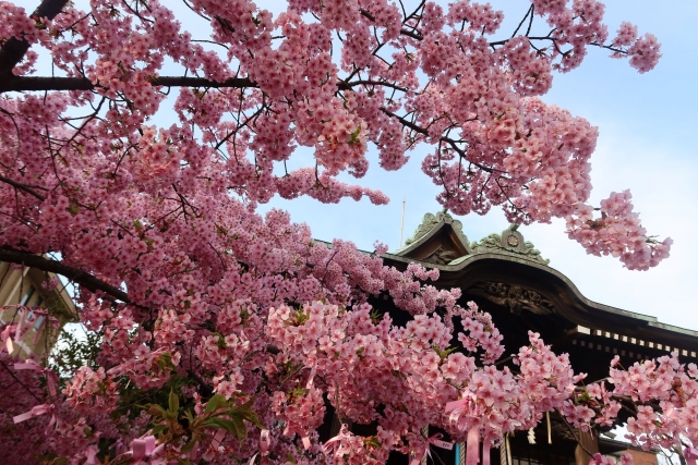 Portal-Japan 日本全国(47都道府県、1790市区町村)の総合ポータルサイト「ポータルジャパン」「ひるなび」「ポータルサイト」「全国版情報ポータルサイト」「hirunabi」 東京都世田谷区