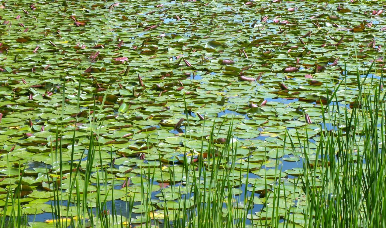 Portal-Japan 日本全国(47都道府県、1790市区町村)の総合ポータルサイト「ポータルジャパン」「ひるなび」「ポータルサイト」「全国版情報ポータルサイト」「hirunabi」 東京都調布市